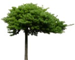 Cut out tree pinus mugo cut out vegetation (8989) - miniature