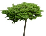 Cutout tree pinus mugo cut out vegetation (8990) - miniature