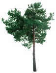 Png tree pinus sylvestris png vegetation (16725) | MrCutout.com - miniature