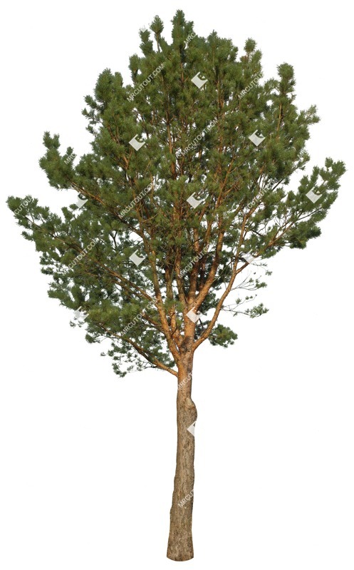Cut out tree pinus sylvestris png vegetation (16352)