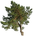 Cutout tree pinus sylvestris png vegetation (16727) | MrCutout.com - miniature