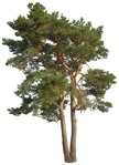 Png tree pinus sylvestris png vegetation (16679) - miniature