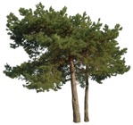 Cut out tree pinus sylvestris png vegetation (16729) | MrCutout.com - miniature