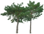 Cutout tree pinus sylvestris png vegetation (16730) | MrCutout.com - miniature