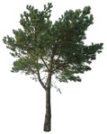 Png tree pinus sylvestris png vegetation (16731) | MrCutout.com - miniature