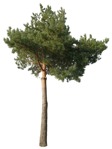Cut out tree pinus sylvestris png vegetation (16732) | MrCutout.com - miniature