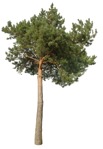 Tree pinus sylvestris  (16841) - miniature