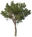 Png tree pinus sylvestris png vegetation (16734) | MrCutout.com - miniature