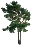 Cut out tree pinus sylvestris vegetation png (16735) - miniature