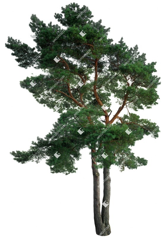 Cut out tree pinus sylvestris vegetation png (16238)