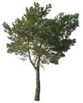 Cutout tree pinus sylvestris vegetation png (16736) | MrCutout.com - miniature