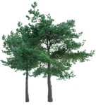 Png tree pinus sylvestris vegetation png (16737) - miniature