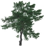 Cut out tree pinus sylvestris vegetation png (16738) - miniature