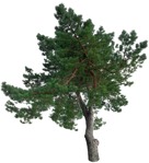 Cutout tree pinus sylvestris vegetation png (16079) - miniature
