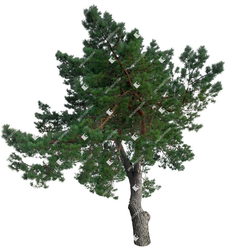 Cutout tree pinus sylvestris vegetation png (16079)