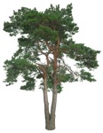 Png tree pinus sylvestris vegetation png (16740) | MrCutout.com - miniature