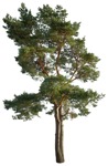 Cut out tree pinus sylvestris vegetation png (16741) | MrCutout.com - miniature