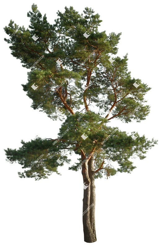 Cut out tree pinus sylvestris vegetation png (17010)