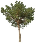 Cutout tree pinus sylvestris vegetation png (16406) - miniature