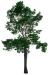 Png tree pinus sylvestris vegetation png (16407) - miniature