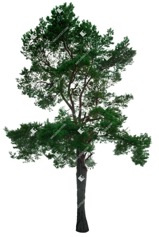 Png tree pinus sylvestris vegetation png (16407)