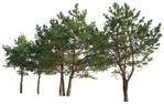 Cut out tree pinus sylvestris vegetation png (16744) | MrCutout.com - miniature