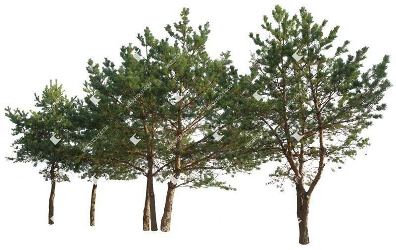 Cut out tree pinus sylvestris vegetation png (16241)