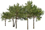 Cutout tree pinus sylvestris vegetation png (16745) | MrCutout.com - miniature