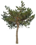 Png tree pinus sylvestris vegetation png (17012) - miniature