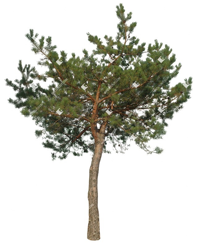 Png tree pinus sylvestris vegetation png (17012)