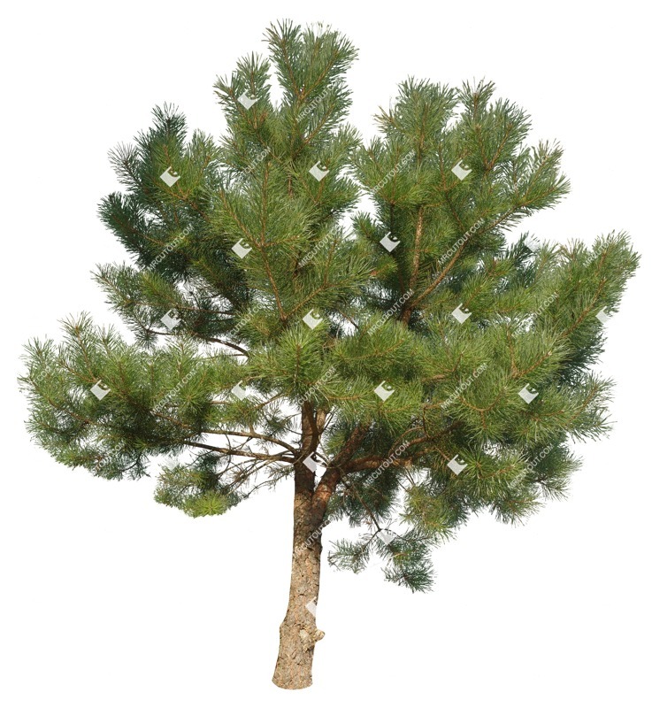 Cut out tree pinus sylvestris vegetation png (16080)
