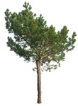 Tree pinus sylvestris  (17009) - miniature