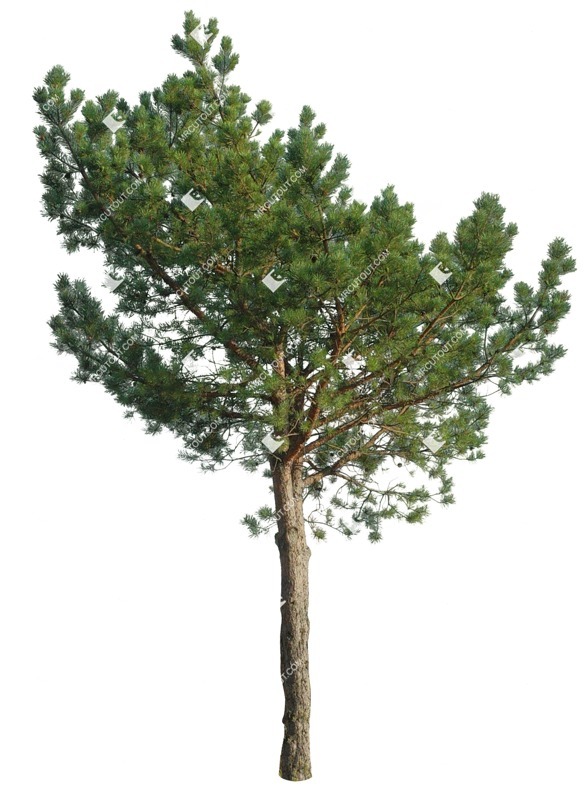 Cutout tree pinus sylvestris vegetation png (17009)