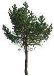 Png tree pinus sylvestris vegetation png (16749) | MrCutout.com - miniature