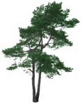 Cut out tree pinus sylvestris vegetation png (16750) - miniature