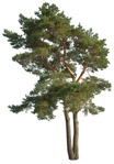 Cutout tree pinus sylvestris vegetation png (16293) - miniature