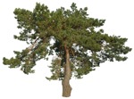 Png tree pinus sylvestris vegetation png (16078) - miniature