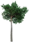 Cut out tree pinus sylvestris vegetation png (16753) | MrCutout.com - miniature