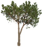 Cutout tree pinus sylvestris png people (16754) | MrCutout.com - miniature