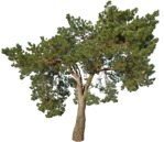 Png tree pinus sylvestris cutout plant (16755) | MrCutout.com - miniature