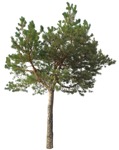 Cutout tree pinus sylvestris cutout plant (16081) - miniature
