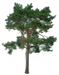Png tree pinus sylvestris cutout plant (17120) - miniature