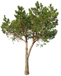 Cut out tree pinus sylvestris cutout plant (16759) | MrCutout.com - miniature