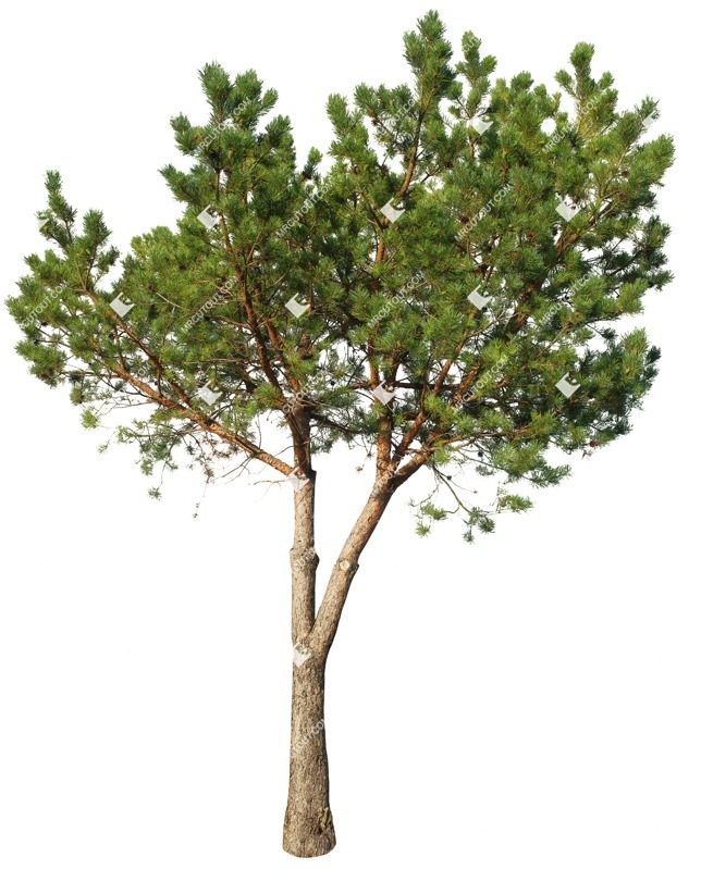 Cut out tree pinus sylvestris cutout plant (17121)