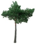 Cutout tree pinus sylvestris cutout plant (16760) | MrCutout.com - miniature