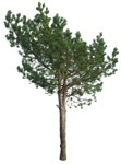Tree pinus sylvestris  (17123) - miniature