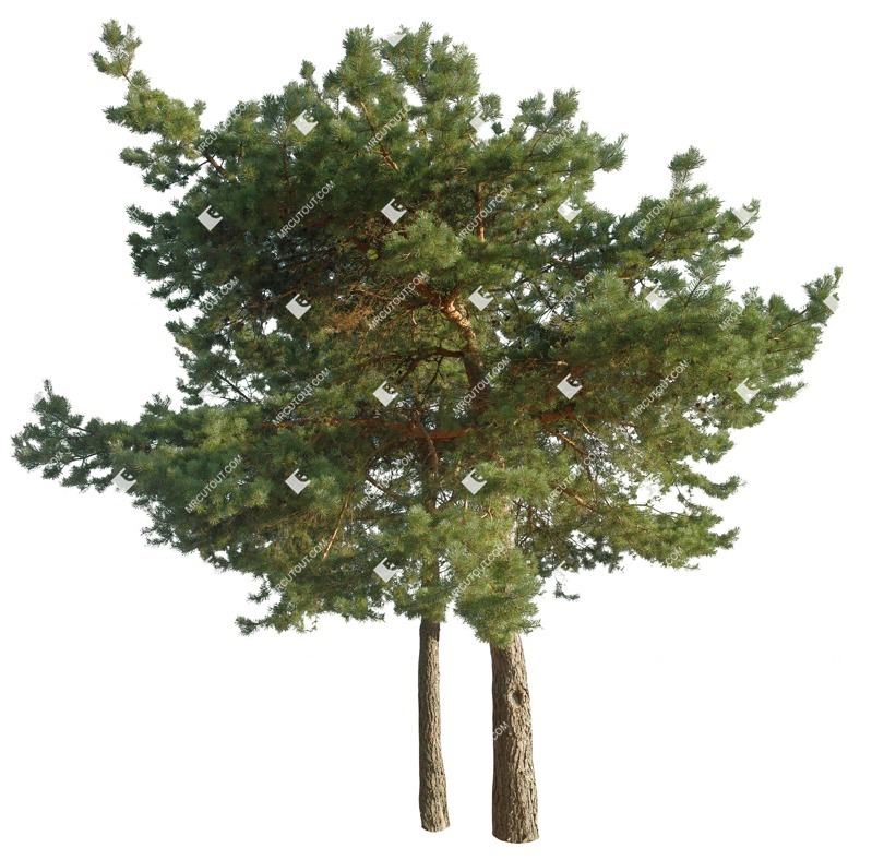 Cut out tree pinus sylvestris cutout plant (17124)