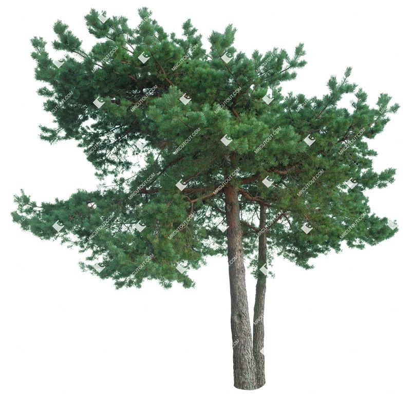 Png tree pinus sylvestris cutout plant (17185)