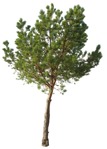 Png tree pinus sylvestris cutout plant (17345) - miniature