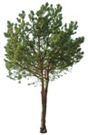 Cut out tree pinus sylvestris cutout plant (16768) | MrCutout.com - miniature